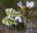 43 - MATING ORANGE TIPS - RAILLEY TERRY - scotland